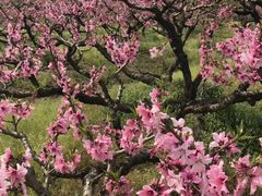 -南汇桃花村