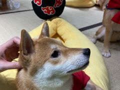 -逗柴咖啡屋·狗咖猫咖宠物桌游