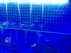 -蜀香三绝·牛蛙·烤鱼·天府炒鸡(安丘泰华店)