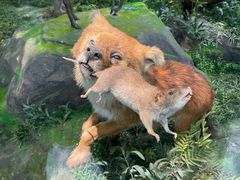 -国家自然博物馆