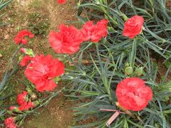 -松山湖梦幻百花洲