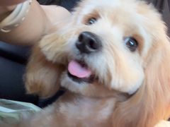 -Oh My Dog宠物沙龙(伊珊娜皮毛护理店)