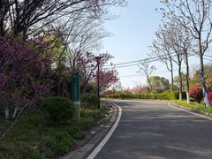 -羊山湖公园