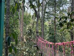 -西双版纳原始森林公园