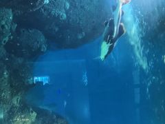 -石家庄海洋公园