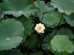 -上海野生动物园