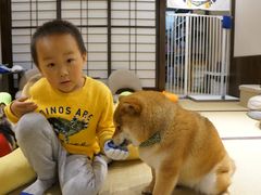 -逗柴咖啡屋·狗咖猫咖宠物桌游
