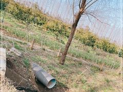 -前小桔亲子创意农场·草莓采摘·露营烧烤