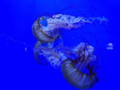 -青岛海底世界-水族馆