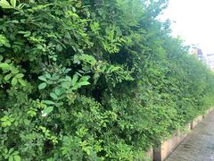 -无锡师范学校附属小学(学前街校区)