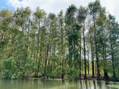 -上海海湾国家森林公园