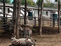 -大连森林动物园