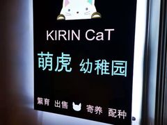 -70cat德文卷毛猫·缅因猫纯种猫舍