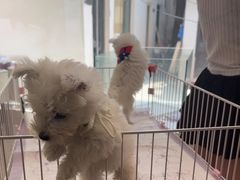 -翊宠yipet猫狗购宠庄园