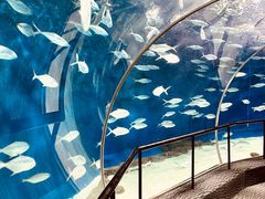 -上海海洋水族馆