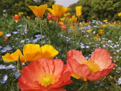 -上海共青森林公园