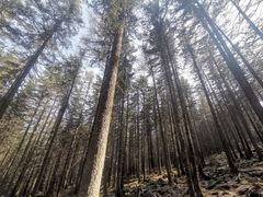 -芦芽山旅游度假区
