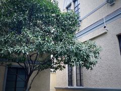 -福1015(愚园路店)