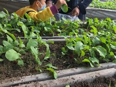 -甜心庄园·甜心草莓采摘园(西青中北店)