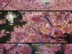 -新江湾城公园