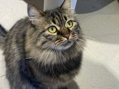 -藏猫猫咖啡主题馆(中央大道店)