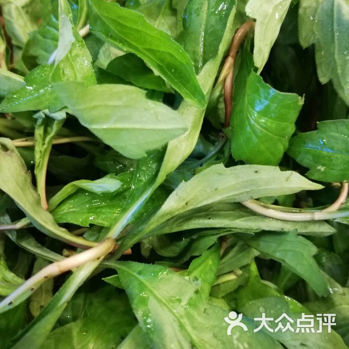 春耕野菜館薄荷菜圖片-北京火鍋-大眾點評網