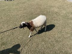 -前小桔亲子创意农场·草莓采摘·露营烧烤