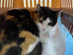 -爱侣宠医·鹦鹉专科·小型哺乳类·异宠专科(灵石路店)