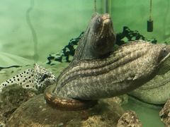 -泉州海丝野生动物世界