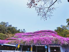 -深圳仙湖植物园-停车场