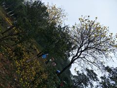 -松山湖梦幻百花洲