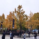 银杏大道