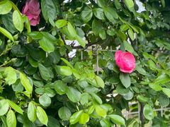 -武汉紫薇都市田园