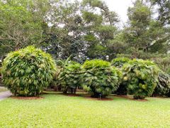 -中国科学院西双版纳热带植物园
