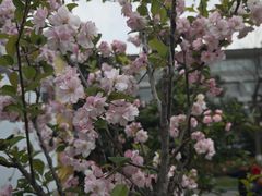 -莫愁湖公园