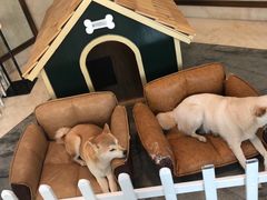 -上海崇明金茂凯悦酒店