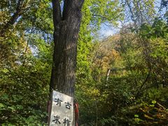 -天女山森林公园