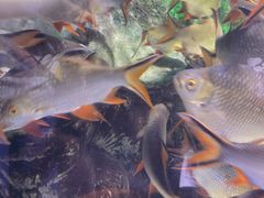 -太平洋海底世界