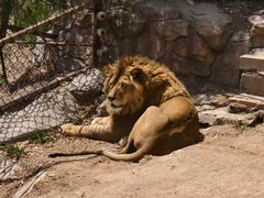 -西霞口神雕山野生动物世界
