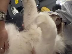 -安安宠医宠物医院·异宠·犬猫内科(岳阳分院)