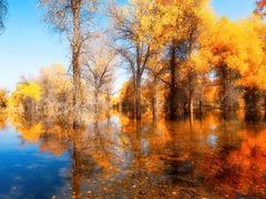 -千年银杏谷文化旅游区