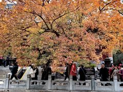 -香山公园