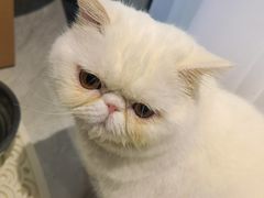 -达爱动物医院·犬猫分区·CT·复杂眼科(远洋山水分院)