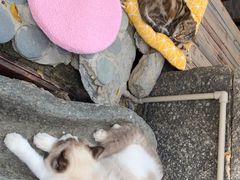 -喵屿·大理花园猫咖