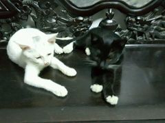 -严国平动物医院(德政总院)