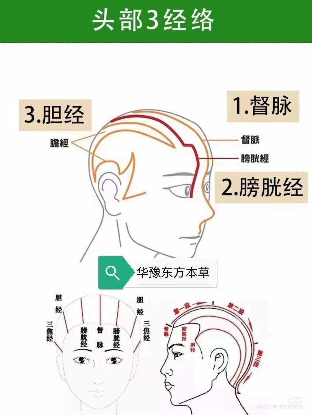 人体经络图肝胆经图片