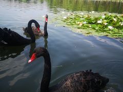 -长春市南湖公园