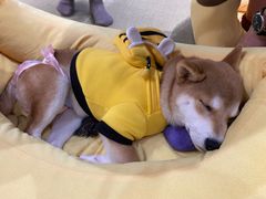 -逗柴咖啡屋·狗咖猫咖宠物桌游