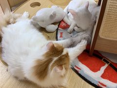 -猫和宫(六道口店)