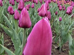 -长春公园(普阳街道)